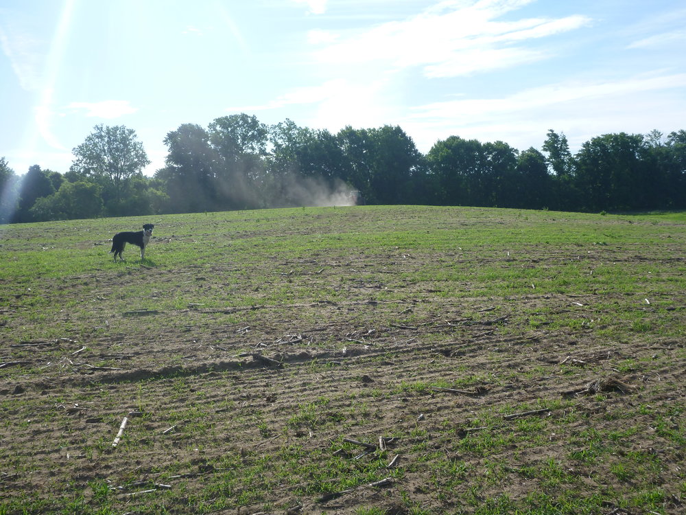 Dog in a field